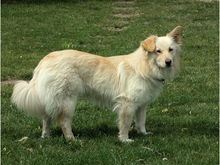 STENA, Hund, Mischlingshund in Spardorf - Bild 3