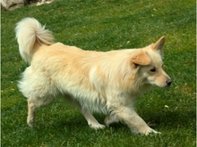 STENA, Hund, Mischlingshund in Spardorf - Bild 5