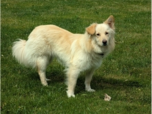 STENA, Hund, Mischlingshund in Spardorf - Bild 6