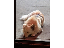 STENA, Hund, Mischlingshund in Spardorf - Bild 7