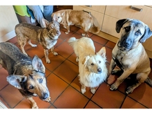 STENA, Hund, Mischlingshund in Spardorf - Bild 8