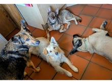 STENA, Hund, Mischlingshund in Spardorf - Bild 9