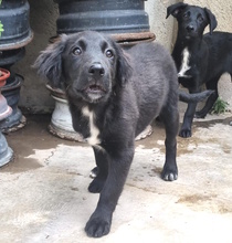 HOLLY, Hund, Labrador-Mischling in Italien - Bild 1