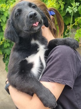 HOLLY, Hund, Labrador-Mischling in Italien - Bild 2