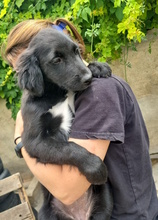 HOLLY, Hund, Labrador-Mischling in Italien - Bild 3