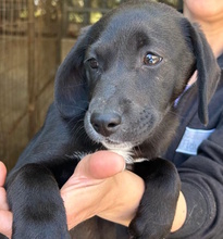SHADI, Hund, Labrador-Mischling in Hockenheim - Bild 1