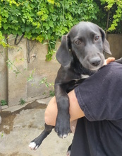 SHADI, Hund, Labrador-Mischling in Hockenheim - Bild 2