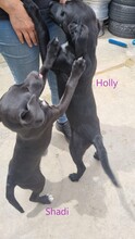 SHADI, Hund, Labrador-Mischling in Hockenheim - Bild 3