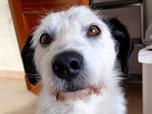 NICKY, Hund, Bodeguero-Mix in Spanien - Bild 1