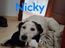 NICKY, Hund, Bodeguero-Mix in Spanien - Bild 10
