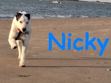NICKY, Hund, Bodeguero-Mix in Spanien - Bild 11