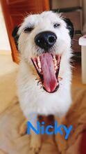 NICKY, Hund, Bodeguero-Mix in Spanien - Bild 12