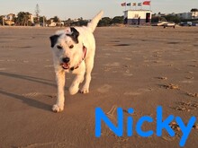 NICKY, Hund, Bodeguero-Mix in Spanien - Bild 13