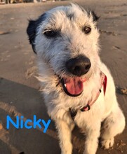NICKY, Hund, Bodeguero-Mix in Spanien - Bild 14