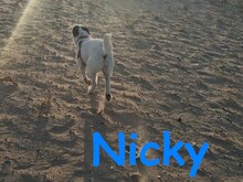 NICKY, Hund, Bodeguero-Mix in Spanien - Bild 15