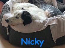 NICKY, Hund, Bodeguero-Mix in Spanien - Bild 16