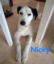 NICKY, Hund, Bodeguero-Mix in Spanien - Bild 17
