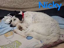 NICKY, Hund, Bodeguero-Mix in Spanien - Bild 18