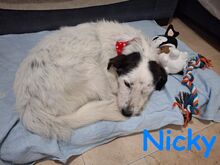 NICKY, Hund, Bodeguero-Mix in Spanien - Bild 19