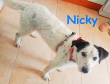 NICKY, Hund, Bodeguero-Mix in Spanien - Bild 2