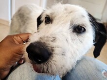 NICKY, Hund, Bodeguero-Mix in Spanien - Bild 20