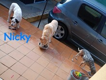 NICKY, Hund, Bodeguero-Mix in Spanien - Bild 22