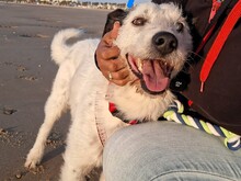 NICKY, Hund, Bodeguero-Mix in Spanien - Bild 4