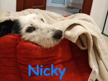 NICKY, Hund, Bodeguero-Mix in Spanien - Bild 6