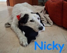 NICKY, Hund, Bodeguero-Mix in Spanien - Bild 8