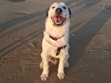 NICKY, Hund, Bodeguero-Mix in Spanien - Bild 9