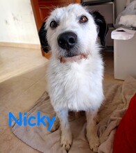NICKY, Hund, Bodeguero Andaluz-Mix in Spanien - Bild 5