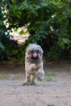 BELLA, Hund, Mischlingshund in Hamburg - Bild 2