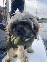 BELLA, Hund, Mischlingshund in Hamburg - Bild 3