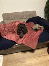 BELLA, Hund, Mischlingshund in Hamburg - Bild 4
