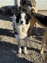 HANNES, Hund, Mischlingshund in Rumänien - Bild 1