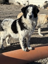 HANNES, Hund, Mischlingshund in Rumänien - Bild 2