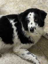 HANNES, Hund, Mischlingshund in Rumänien - Bild 3