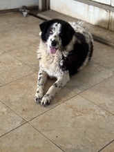 HANNES, Hund, Mischlingshund in Rumänien - Bild 4