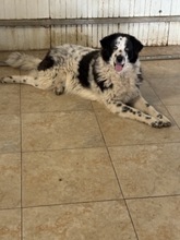 HANNES, Hund, Mischlingshund in Rumänien - Bild 5