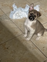 LILO, Hund, Mischlingshund in Rumänien - Bild 1