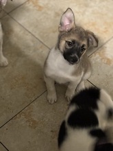 LILO, Hund, Mischlingshund in Rumänien - Bild 2