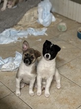 LILO, Hund, Mischlingshund in Rumänien - Bild 3
