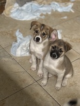 LILO, Hund, Mischlingshund in Rumänien - Bild 5