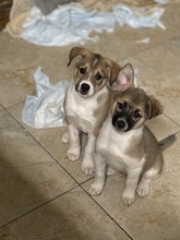 LILO, Hund, Mischlingshund in Rumänien - Bild 6