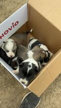 LILO, Hund, Mischlingshund in Rumänien - Bild 8