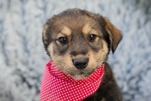 CHIPNR248901, Hund, Mischlingshund in Kroatien - Bild 1