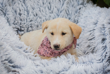CHIPNR232070, Hund, Mischlingshund in Kroatien - Bild 1