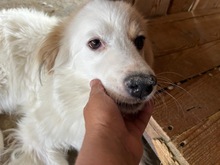TONI, Hund, Mischlingshund in Rumänien - Bild 4