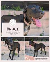 BRUCE, Hund, Deutsch Kurzhaar Mischling in Brühl - Bild 1