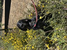 BRUCE, Hund, Deutsch Kurzhaar Mischling in Brühl - Bild 2